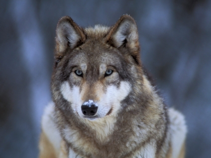 Captive gray wolf at the International Wolf Center in Ely, MN.