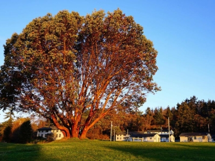 madrona tree at Fort Worden state park