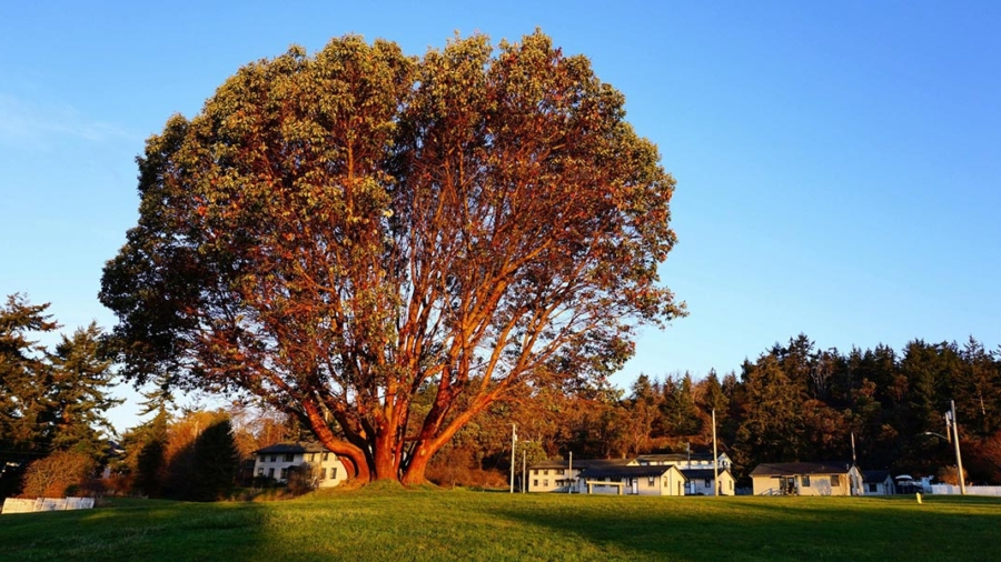 madrona tree at Fort Worden state park